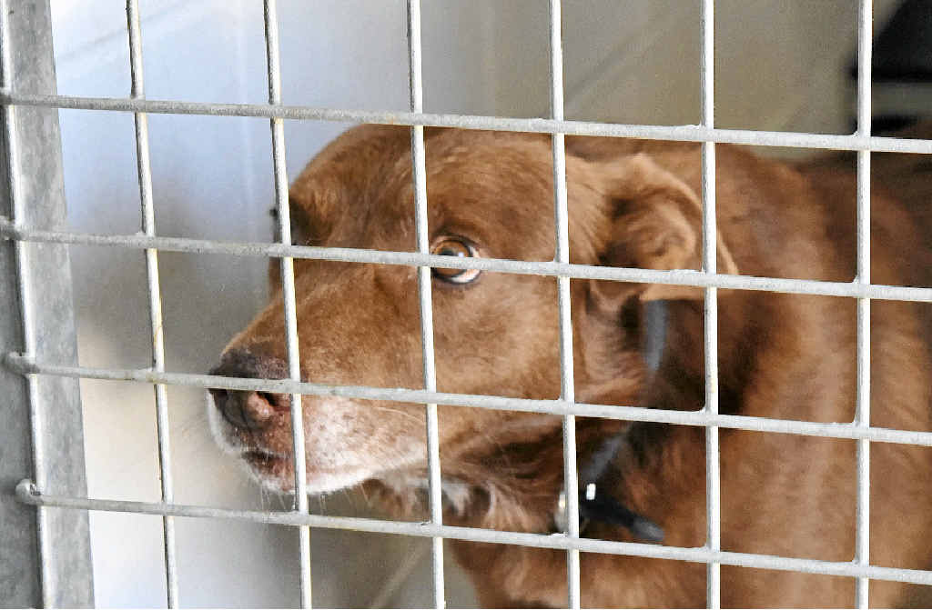 DUMPED: The Warwick pound was full these school holidays with families abandoning unwanted dogs. DUMPED: The Warwick pound was full these school holidays with families abandoning unwanted dogs.